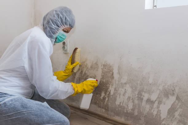 Best Air Quality Testing for Mold Spores  in Wheat Ridge, CO