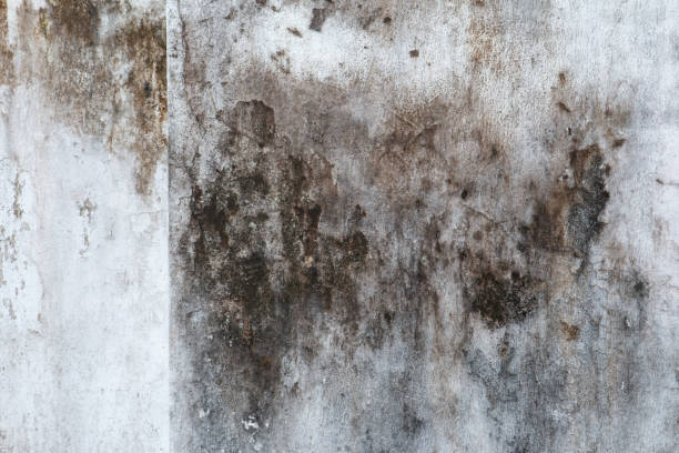 Best Black Mold Removal  in Wheat Ridge, CO