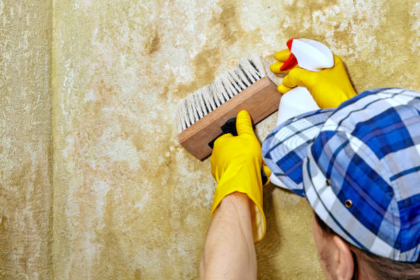 Asbestos and Lead Testing During Mold Inspection in Wheat Ridge, CO