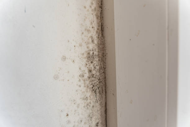 Reliable Wheat Ridge, CO Mold Removal Solutions